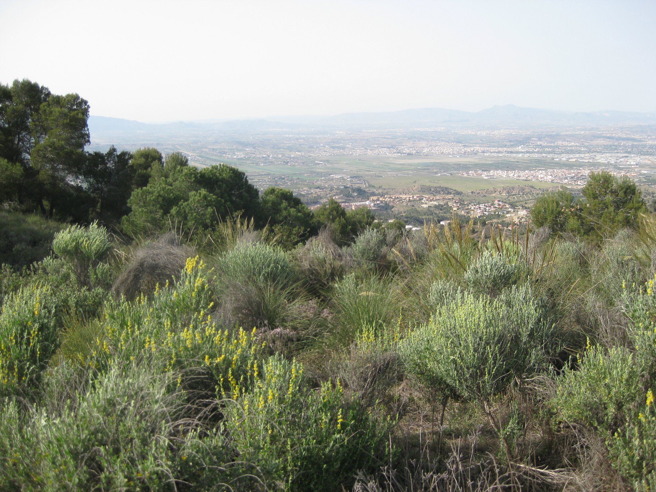 Murcia, Murcia