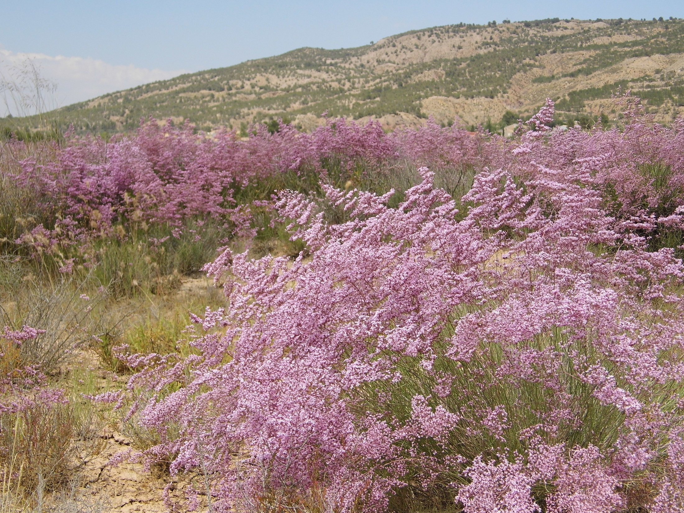 Pinoso, Alicante