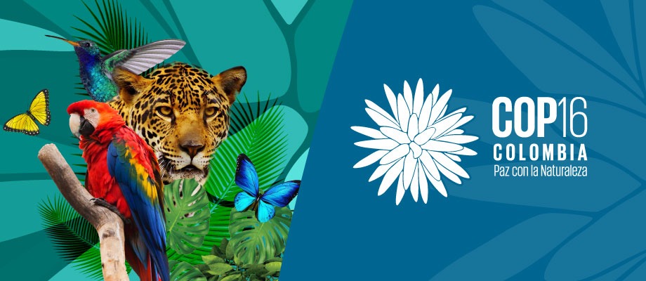 COP 16 2